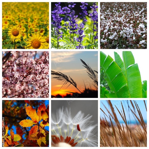 Collage De Plantas Colorido Primaveral Hierbas Estacion Buy This Stock Photo And Explore Similar Images At Adobe Stock Adobe Stock