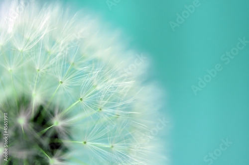 Fototapeta dla dzieci Dandelion