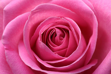 Fotomurales - Close up of pink rose heart and petals
