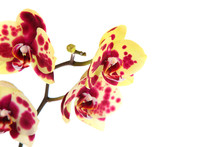 Beautiful Yellow With Red Spots Orchid