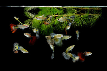 Wall Mural - fish guppy pet isolated on black background