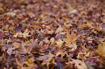 Wall Mural - background of japanese maple leaves in autumn