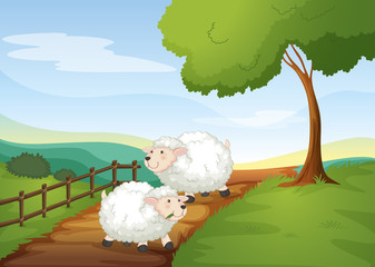 Wall Mural - sheeps