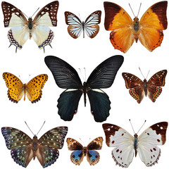 Wall Mural - Butterfly Collection