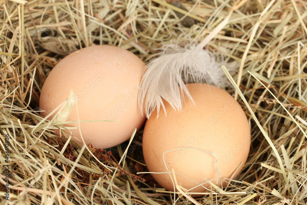 brown eggs in a nest of hay close-up