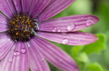 Closeup Of Purple Flower With Raindrops