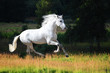 White Andalusian horse runs gallop in summer