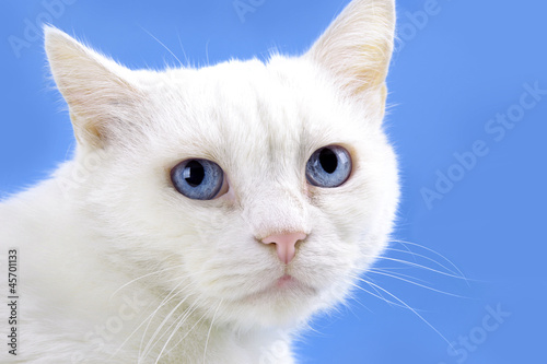 Portrait De Beau Chat Blanc Aux Yeux Bleus Buy This Stock