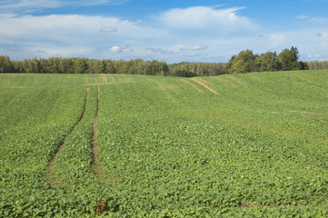 Wall Mural - Green field