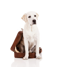 Dog With A Suitcase