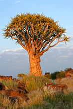 Quiver Tree (Aloe Dichotoma), Namibia