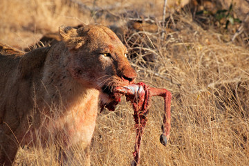 Poster - African lion with prey