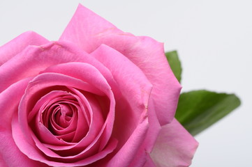 Fototapete - Close up of pink rose heart
