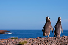 Magellanic Penguin, Argentina, Patagonia
