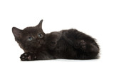 Fototapeta Koty - black kitten on white background