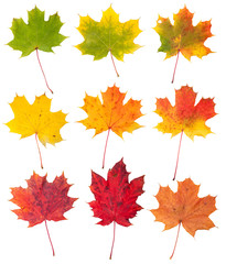 Wall Mural - Many autumn maple leaves isolated on white background