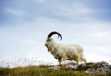 Cashmere Goat At North Wales
