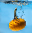 Pumpkin splash