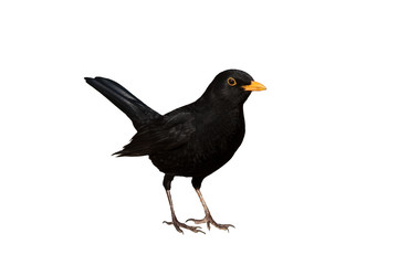 Amsel freigestellt vor weissem Hintergrund - turdus merula