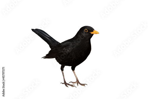 Fotomural Amsel freigestellt vor weissem de fondo - Turdus merula