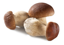 Shite mushrooms