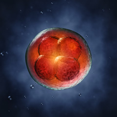 four-cell embryo , 3d illustration