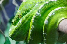 Green Tree Python