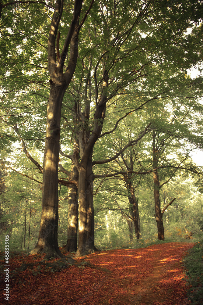 misterious-forest-rezerwat-bukow-segiet-bytom