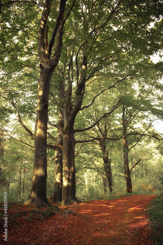 Obraz w ramie Misterious forest - Rezerwat buków Segiet, Bytom