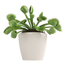 Venus Flytrap, Dionaea Muscipula