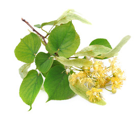 Wall Mural - branch of linden flowers