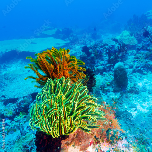 Naklejka na drzwi Colorful Sea Lilies on Coral Tropical Reef