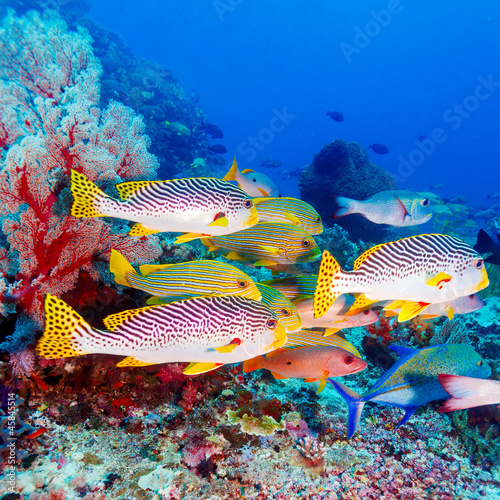 Naklejka - mata magnetyczna na lodówkę Tropical Fishes near Colorful Coral Reef