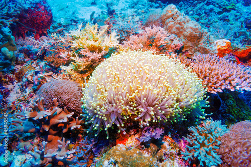 Nowoczesny obraz na płótnie Colorful Tropical Reef Landscape