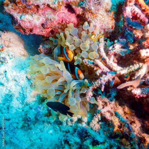 Obraz w ramie Tropical Fishes near Colorful Coral Reef