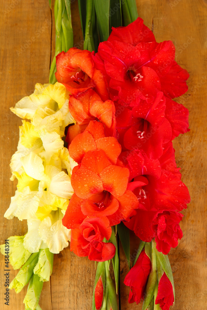 Beautiful colorful gladiolus on wooden background close-up