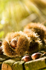 Wall Mural - Chestnuts - Kastanien