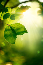 Nature Background. Green Leaves And Sunbeams