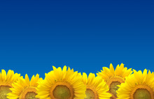 Sunflowers On Blue Sky