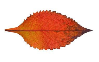 Wall Mural - autumn  leaf  on white background