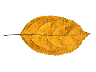 Wall Mural - autumn  leaf  on white background