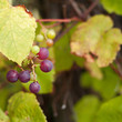 winogrona różowe winogrono na krzaku winnica uprawa