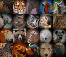 wild zoo animal squares