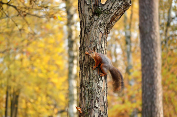 squirrel on the tree