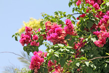 A Bougainvillea Paper Flower In Pink Color