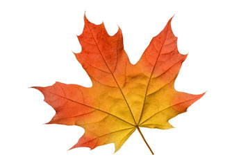 maple leaf