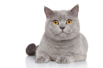 Sticker - Portrait of British Shorthair cat