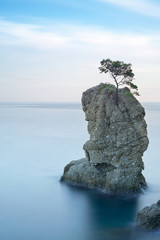 Wall Mural - Portofino park. Pine tree rock.Long exposure. Liguria, Italy