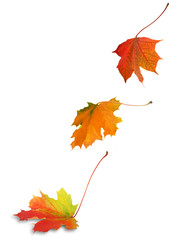 Canvas Print - three falling multicolor autumn maple leaves