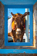 Donkey looking threw window frame Greek Island